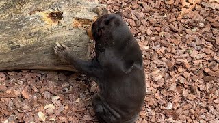 朝ごはんを探すキョウコさん【‎2024年‎7月27日】【上野動物園】マレーグマ