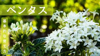 【ペンタス】基本的な育て方、特徴、花言葉、名前の由来など✽ How to grow Pentas ✽