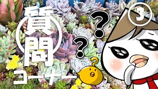 【多肉植物】多肉と答える質問コーナー -その3-【succulent】