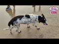 exploring anjuna beach famous beach of goa palces visit in goa telugu70mm goa