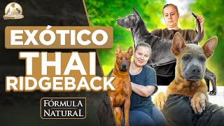 Thai Ridgeback | Russia Dog Show | Cinofilia Digital