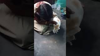 🐈🐈🐈தாய் தன் குட்டியை தூக்கிச் செல்வதைப் பாருங்கள்