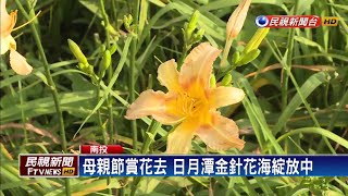 帶媽媽賞「母親花」 頭社金針花海超繽紛－民視新聞