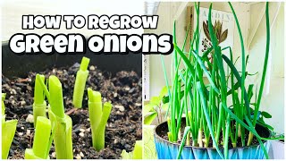 How to Regrow Green Onions for an Endless Supply | Perennial Crops