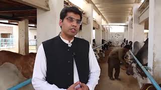 CAPITAL FARMS | ONLINE QURBANI BULLS | ft. Umer Farm Director