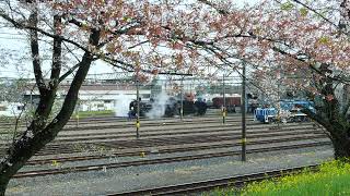 試運転　SLパレオエクスプレスと桜と菜の花　2023年3月30日