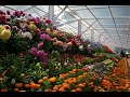 OOTY BOTANICAL GARDEN - E FLOWER SHOW 2020 HD