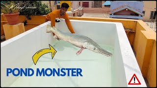 நம்ம alligator gar fish இப்ப free swimming  போடுது🔥😱| monster pond painting part 2 |aquarium