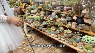 多肉植物之薄叶蓝鸟-养护度夏看这里