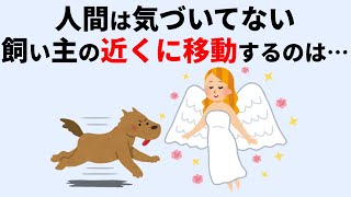 犬の行動に関する雑学 #猫 #雑学 #聞き流し #睡眠 #癒し #犬の行動