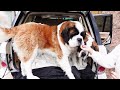 【ドッグラン】平凡なセントバーナードの日記！暇なドッグラン編　 dog run diary of an ordinary st. bernard busy dog run edition