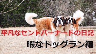 【ドッグラン】平凡なセントバーナードの日記！暇なドッグラン編　[Dog Run] Diary of an Ordinary St. Bernard! Busy Dog Run Edition