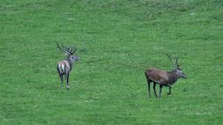 Hirschbrunft in den Bergen - Deer rut in the mountains