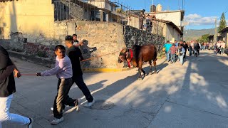 Paseo de los Animales en San Sebastián Tecomaxtlahuaca 2025!! 🐂🐖