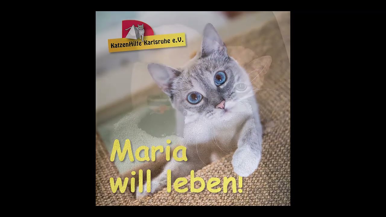 Katzenhilfe Karlsruhe E.V. - Maria Will Leben! - YouTube