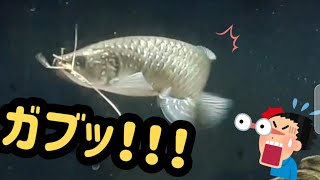 アロワナ科のノーザンバラムンディにミズカマキリをあげてみた