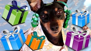 How to wrap a pinscher