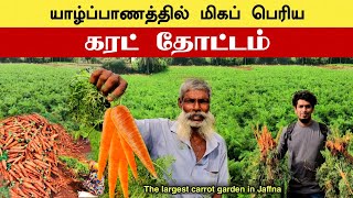 யாழ்ப்பாணத்தின் பெரிய கர்ட் தோட்டம் | அறுவடை 🥕🪴😍