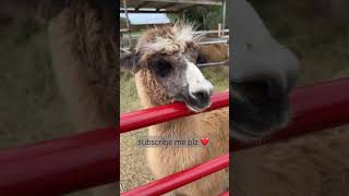 Llama 🦙🦙 #shortsfeed#yt#fypage#foryou#trending#viralvideo#explore#usa