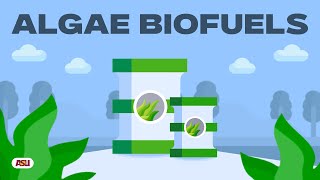 Algae Biofuels | An Alternative Fuel for Renewable Energy Futures