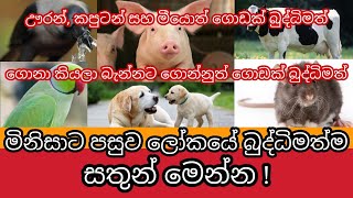 ලෝකයේ බුද්ධිමත්ම සතුන් මෙන්න ! | Most Intelligent Animals in the World | Awata