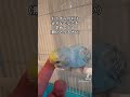 ココの日常 セキセイインコ インコのいる生活 癒し 動物