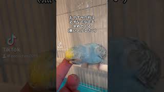 #ココの日常 #セキセイインコ #インコのいる生活 #癒し #動物