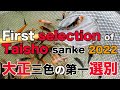 【koi】大正三色の第一選別 / First selection of Taisho sanke 2022【錦鯉】