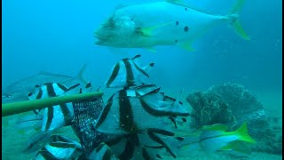 Red emperor and golden trevally abundant at Exmouth’s King Reef