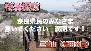 『奈良県民のみなさん　急いでください』　三室山（竜田公園）の桜が満開です‼️  ＃なら#さくら#みむろやま