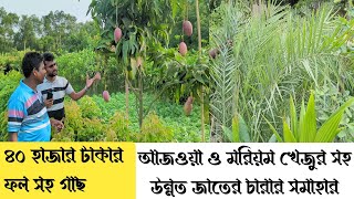 ৪০ হাজার টাকার ফল সহ গাছ || সীডলেস লিচু ও পেয়ারার চারা || আঠাবিহীন ১২ মাসি কাঠাল