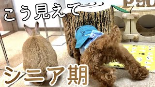 【誕生日】人間なら46歳になったうさぎを祝う子犬と飼い主はこんな感じ【トイプードルとうさぎ・れおぴょん日記】