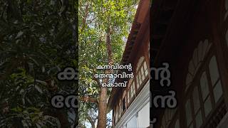 വരുവാനില്ലാരുമെൻ/ നിറയെ തളിർക്കുന്നു