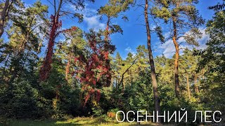 Осенний лес, аэросъёмка/Autumn forest, aircraft (4k, 26.09.21) DJI Mavic Air 2