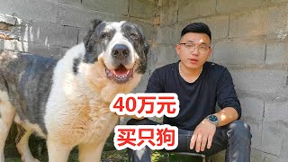 40万元买只拉布拉多犬，犬舍迟迟不肯发狗，买家最终的做法让人意外