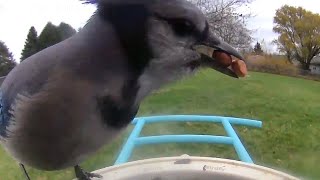 BirdCams-Week 3-Nov 2024