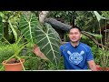 how to care for alocasia green velvet micholitziana frydek care tips