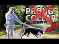 Fix Leash Pulling (WITHOUT a Prong Collar)