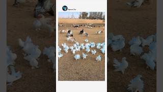 Beautiful White Fantail Pigeons Video #youtube #viral #shorts #kabutar #pigeons #love #birds