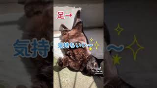 日向ぼっこをするツンデレ猫のワガママボディ☆#shorts