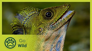 Malaysia – Freaks of Nature - Wildest Indochina 2/5 - Go Wild
