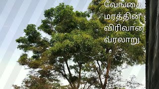 வேங்கை மரத்தின் வரலாறு#பொது பண்புகள்# பயன்கள்# வளர்ப்பு முறை# நோய் தடுப்பு# உதிர வேங்கை# vengai#