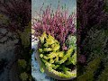 calluna vulgaris how to repot and look more beautiful your plants 🌱 by liza mejer shorts