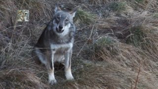 L'ululato del lupo (canis lupus italicus) -The Wolf's howling