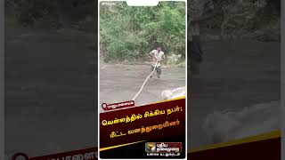 வெள்ளத்தில் சிக்கிய நபர்; மீட்ட வனத்துறையினர் | #rajapalayam | #forestdepartment | #shorts