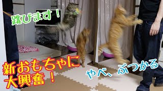 鳴く！跳ぶ！走る！新しいおもちゃに大興奮の猫たち！