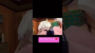 マメルリハインコ♂爽ちゃん何かにイラついてる笑、オカメインコ♀緑ちゃんマイペース #マメルリハインコ