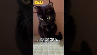 猫が顔洗う時は雨？#shorts #保護猫