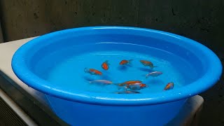 《日陰の金魚飼育》【金魚の水換え】【出雲ナンキン】