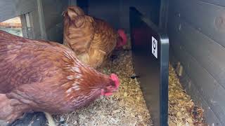 Chicken coop heater review.